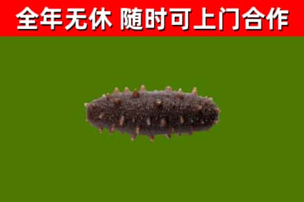 西青区回收海参干